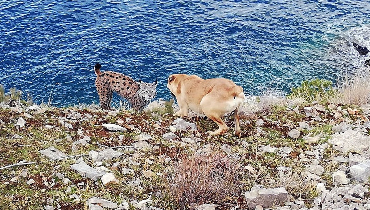 Vaşak Van Gölü sahiline indi