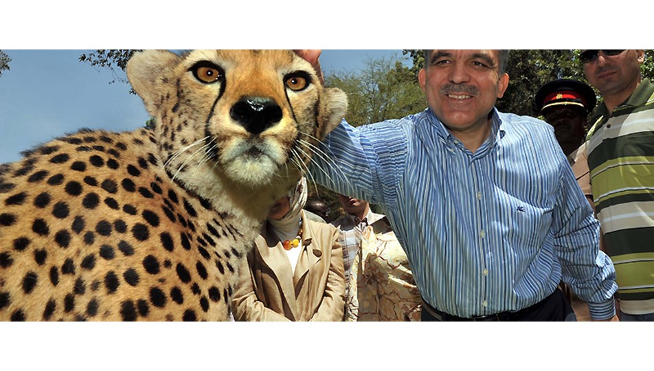Gül, safari turunda çita sevdi