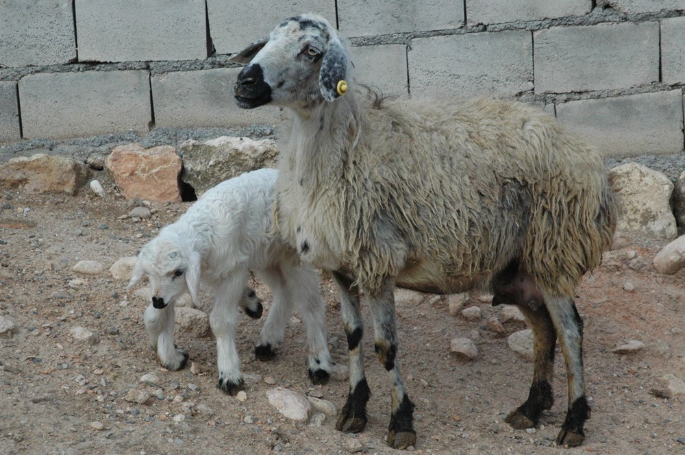 Diyarbakır'da 6 ayaklı doğan kuzu görenleri şaşırtıyor - 10