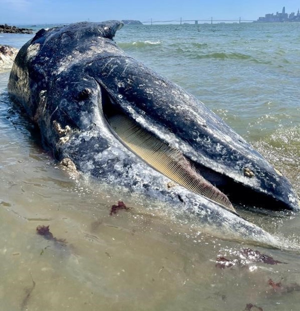 California’da 8 gün içinde 4 gri balina cesedi bulundu - 1
