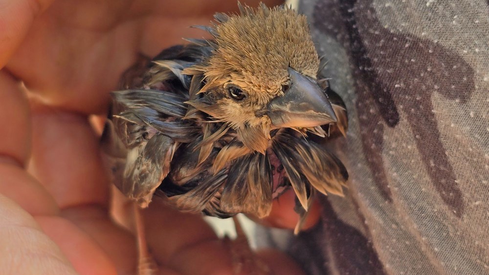 Yapıştırıcıyla vefat tuzağı: ''Bu zalimliktir'' 76 gFBTEhIZBESWCTkl SUliA