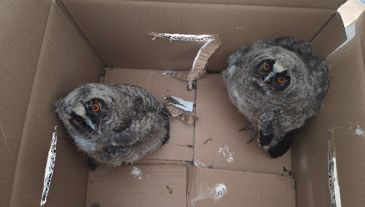 Çocukların bulduğu yavru puhular korumaya alındı