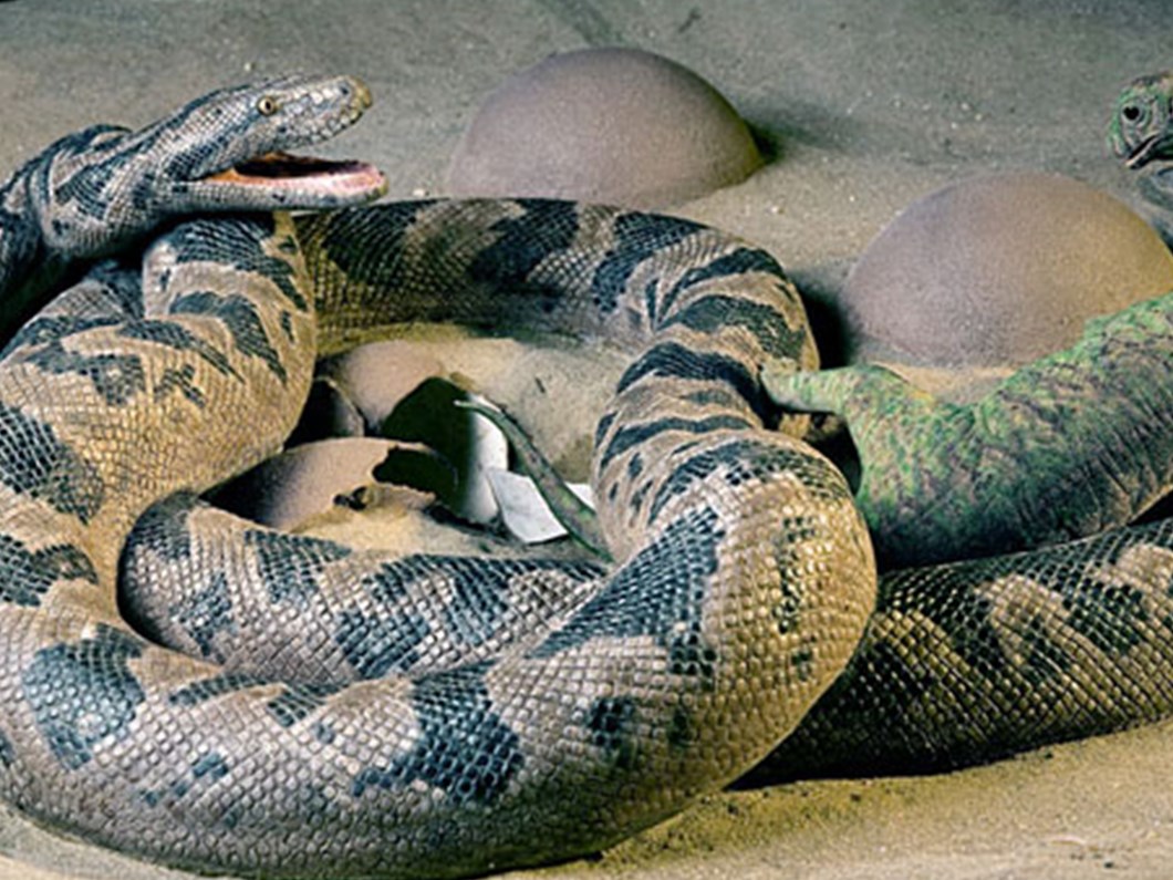 bahtsiz dinozor yavrulari ntv