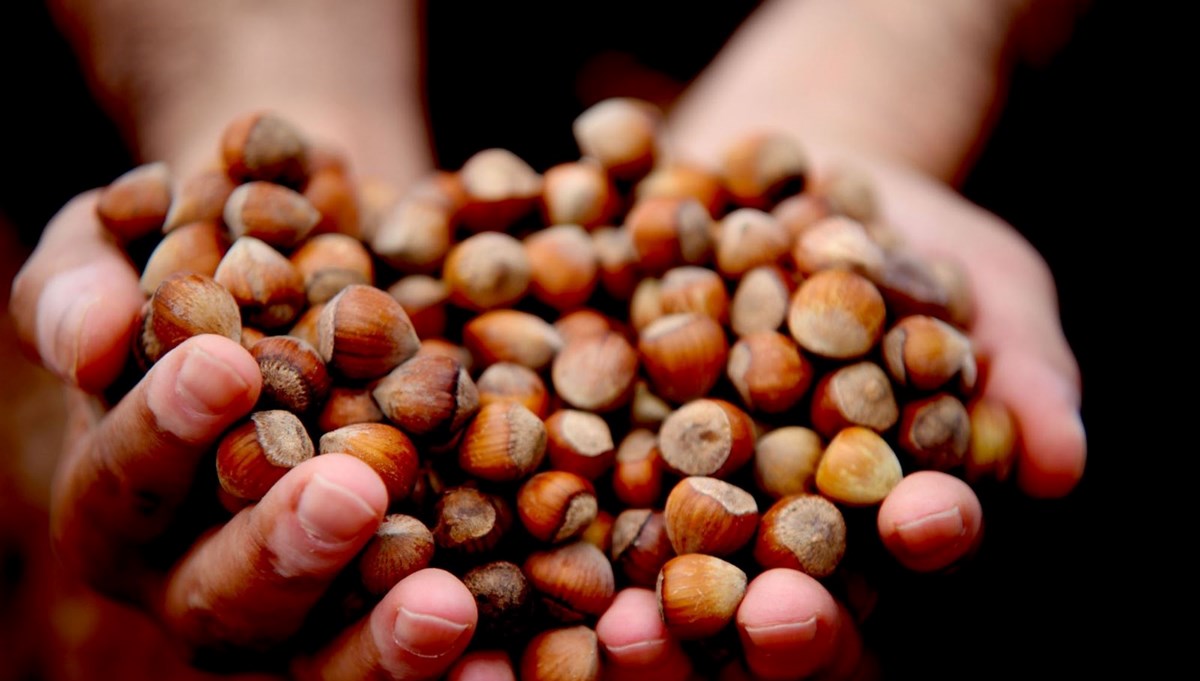 Giresun fındığı zirvede: Kilosu 352 TL’ye ulaştı Giresun fındığı zirvede: Kilosu 352 TL’ye ulaştı