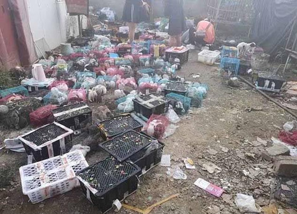 Çin'de vahşet: Lojistik deposunda 5 bin evcil hayvan ölü bulundu - 1
