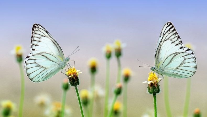 Nevruz Bayramı ne zaman? 2025 Nevruz kutlaması ne zaman yapılacak?