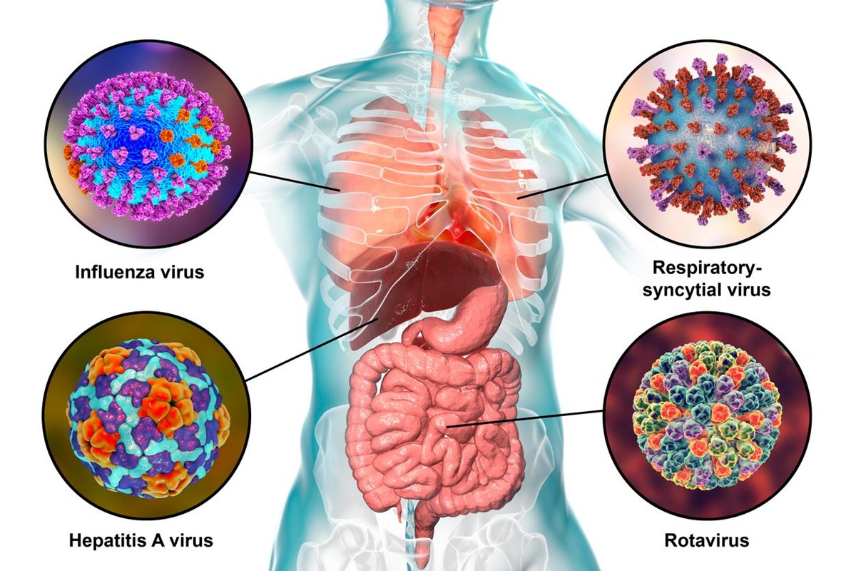 Syncytial virus