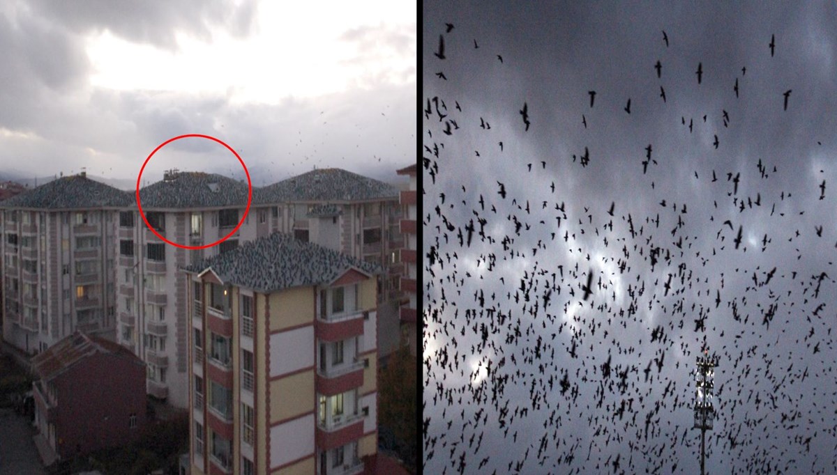 Korku filmi gibi: Ardahan’da karga istilası