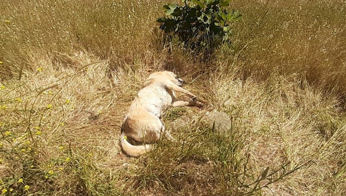 Bodrum'da kedi ve köpek katliamı