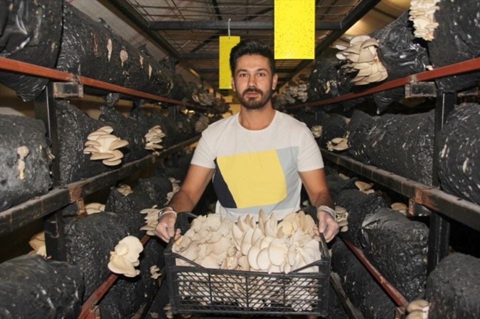 Genç girişimci kurduğu tesiste yılda 20 ton mantar üretiyor - 3