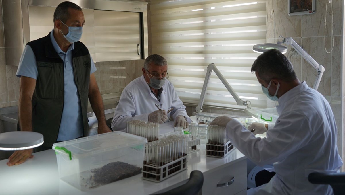 Ormanları korumak için yüz binlerce yırtıcı böcek üretiliyor