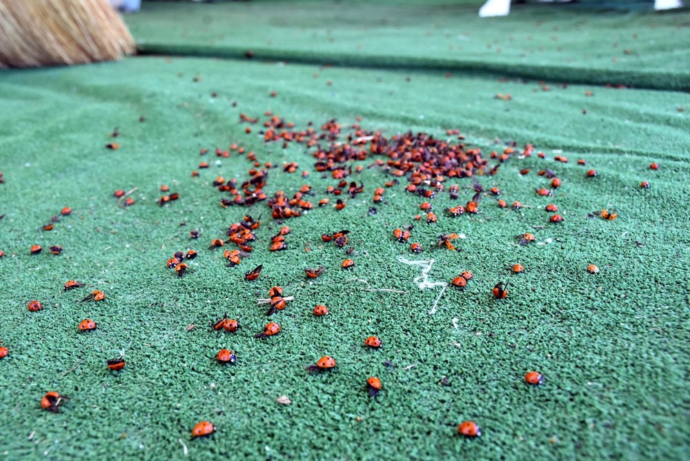 Saros Körfezi'nde uğur böceği istilası - 6