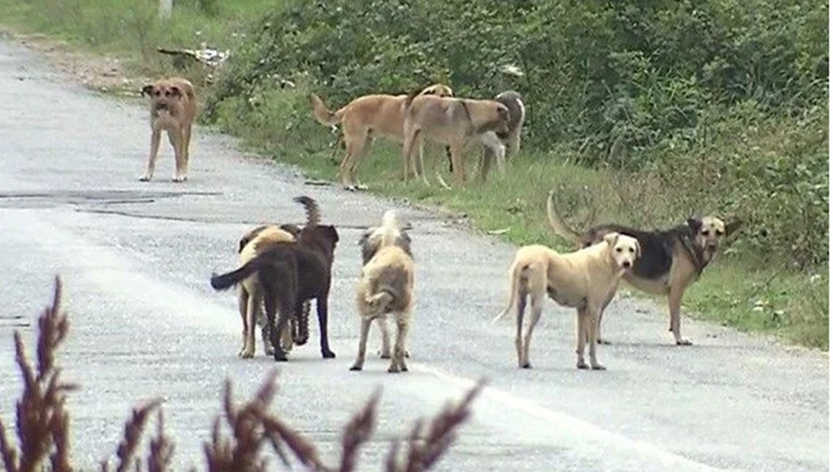 Pendik'te köpekleri zehirleyerek öldüren iki belediye çalışanı tutuklandı