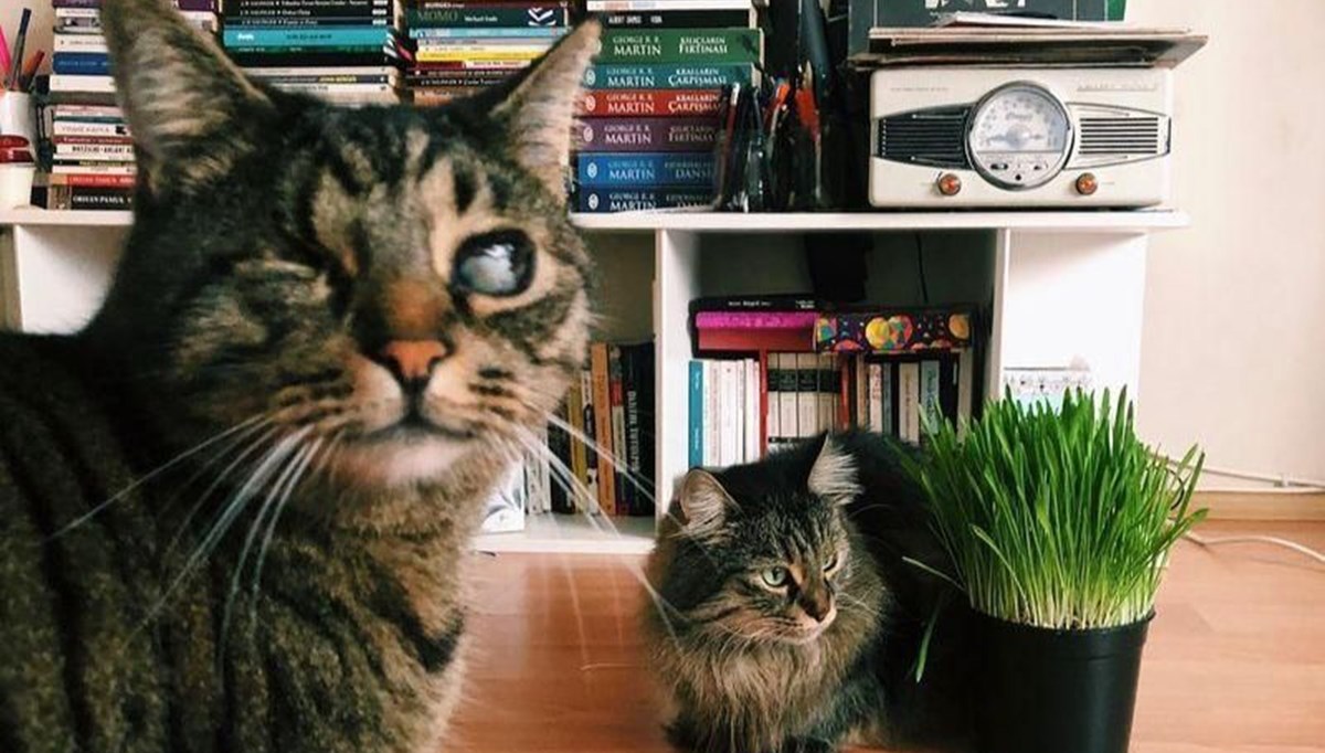 Mahkemeden 'kedilerin velayeti' davasında emsal karar