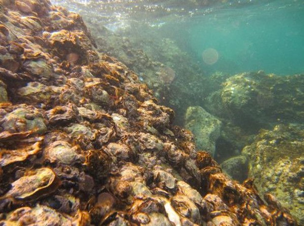 Karadeniz'de 'Pasifik istiridyesi' istilası - 2