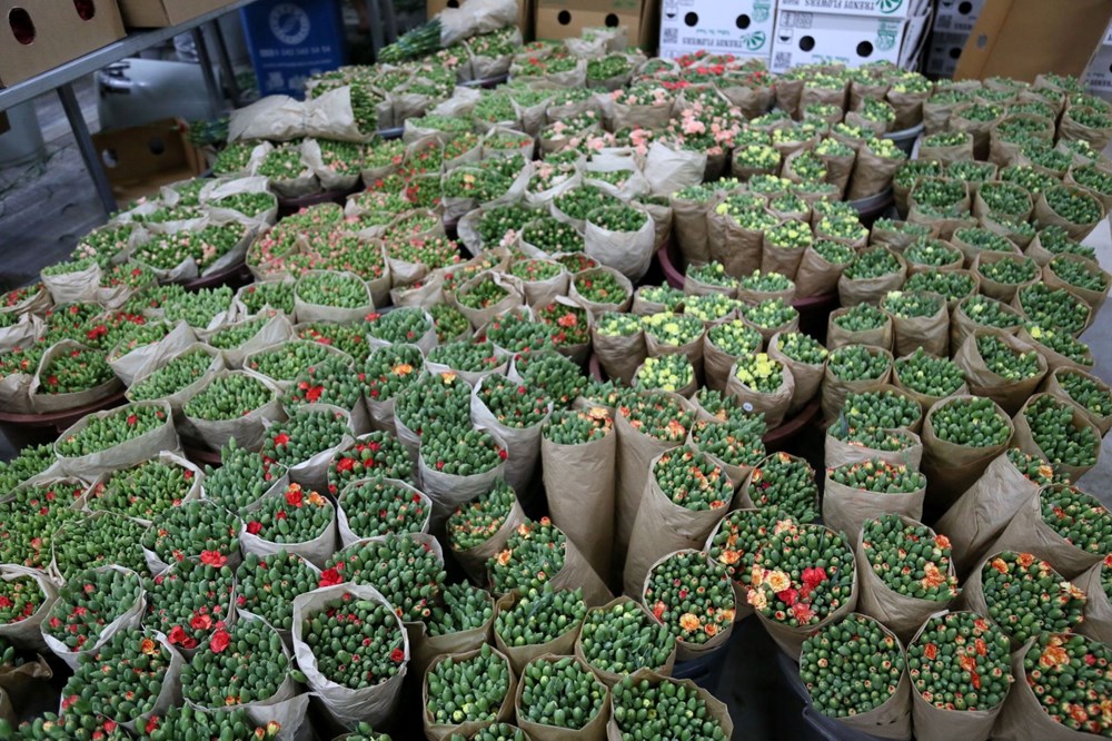 Kraliçe Elizabeth'in cenazesine Türkiye'den 1,5 milyon karanfil - 4