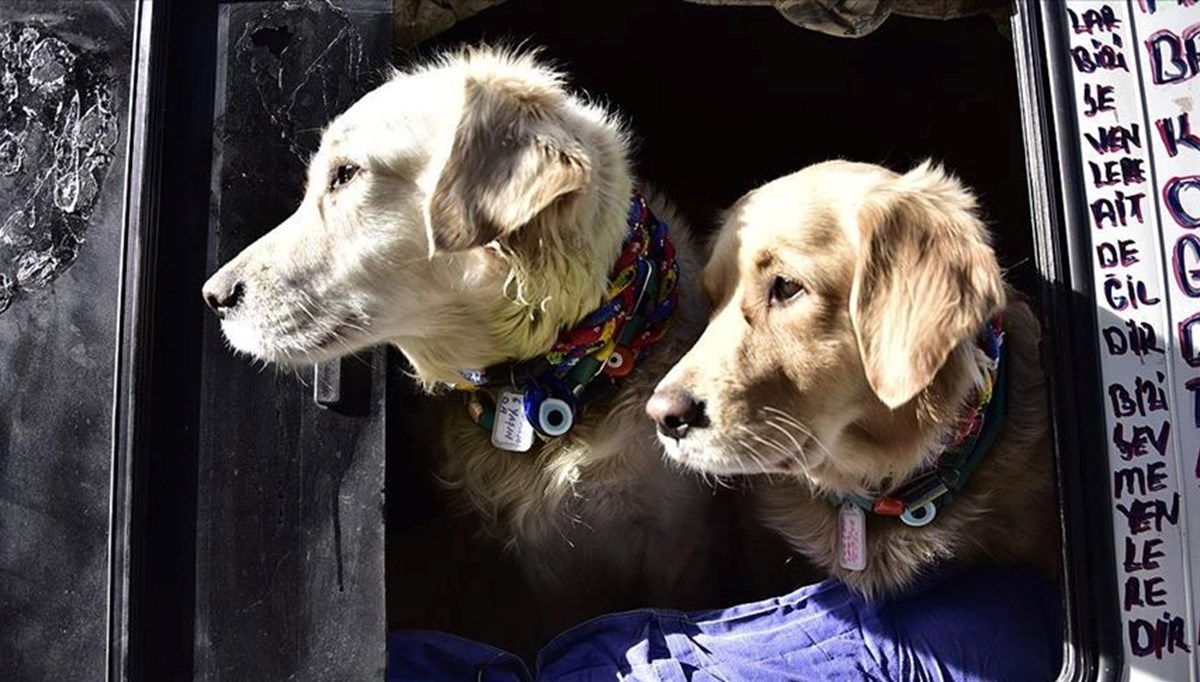 Köpeğinizin klonunu ister misiniz? Köpek 50 bin dolar, kedi 40 bin dolar Köpeğinizin klonunu ister misiniz? Köpek 50 bin dolar, kedi 40 bin dolar