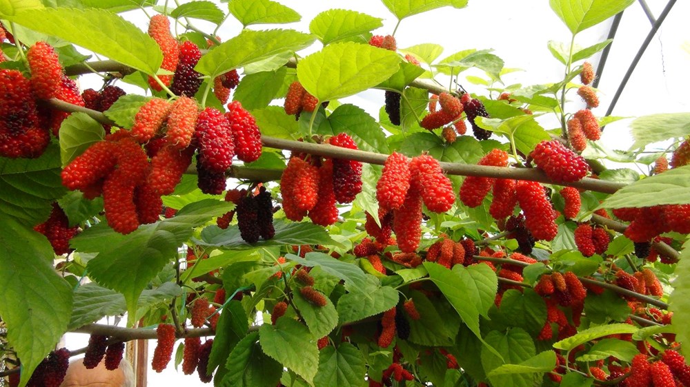 Bahçeden Sofraya Lüks Lezzet: Mersin’in 100 Liralık İhracat Yıldızı 73 gQb54BV1pUWXz 5UE2lgAg