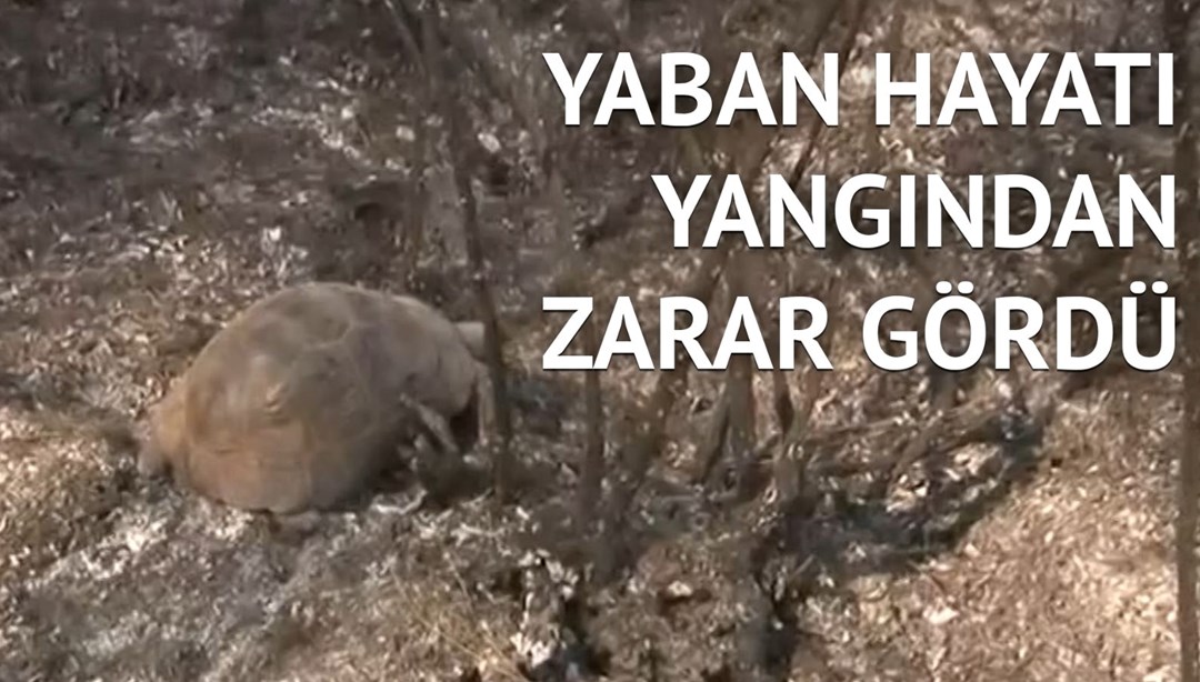 Canlı yayın sırasında ortaya çıktı