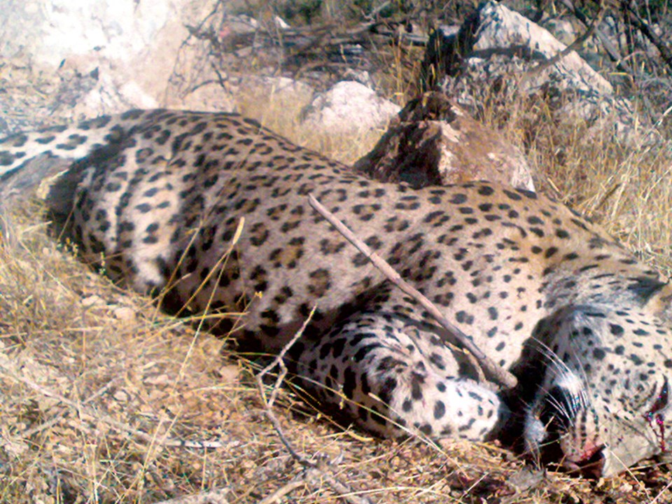 17 Kasım 2010’da çekildiği anlaşılan dijital fotoğraf, 1974’ten beri Türkiye’de leoparla ilgili ele geçen ilk somut kanıt.