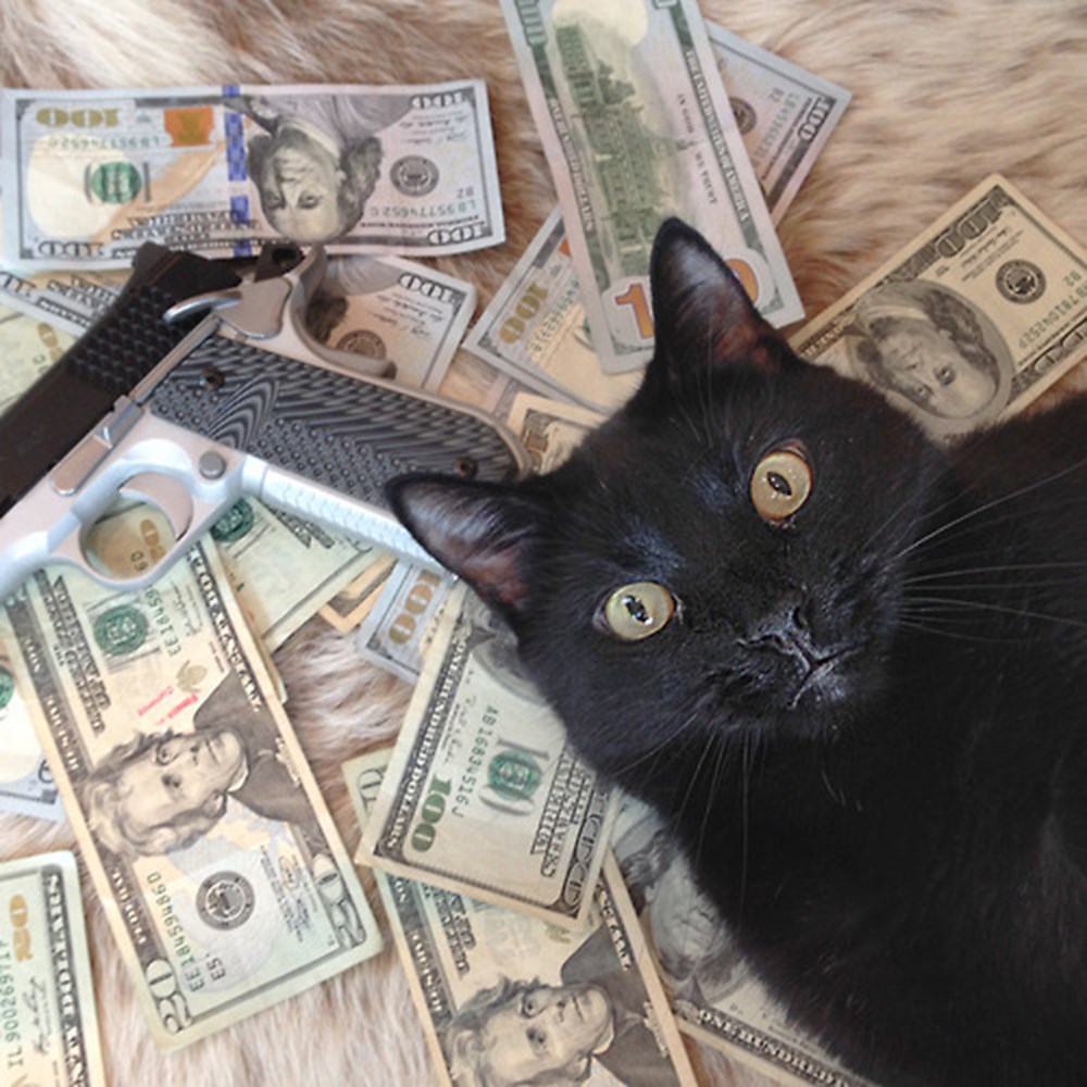 Котики с деньгами фото Котики с деньгами фото