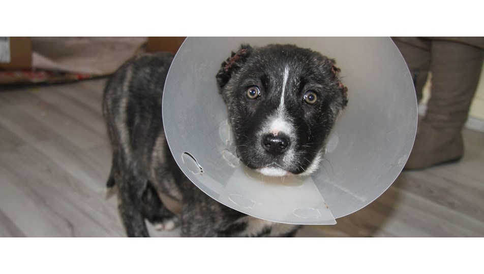 Yavru köpek kulakları kesilmiş halde bulundu