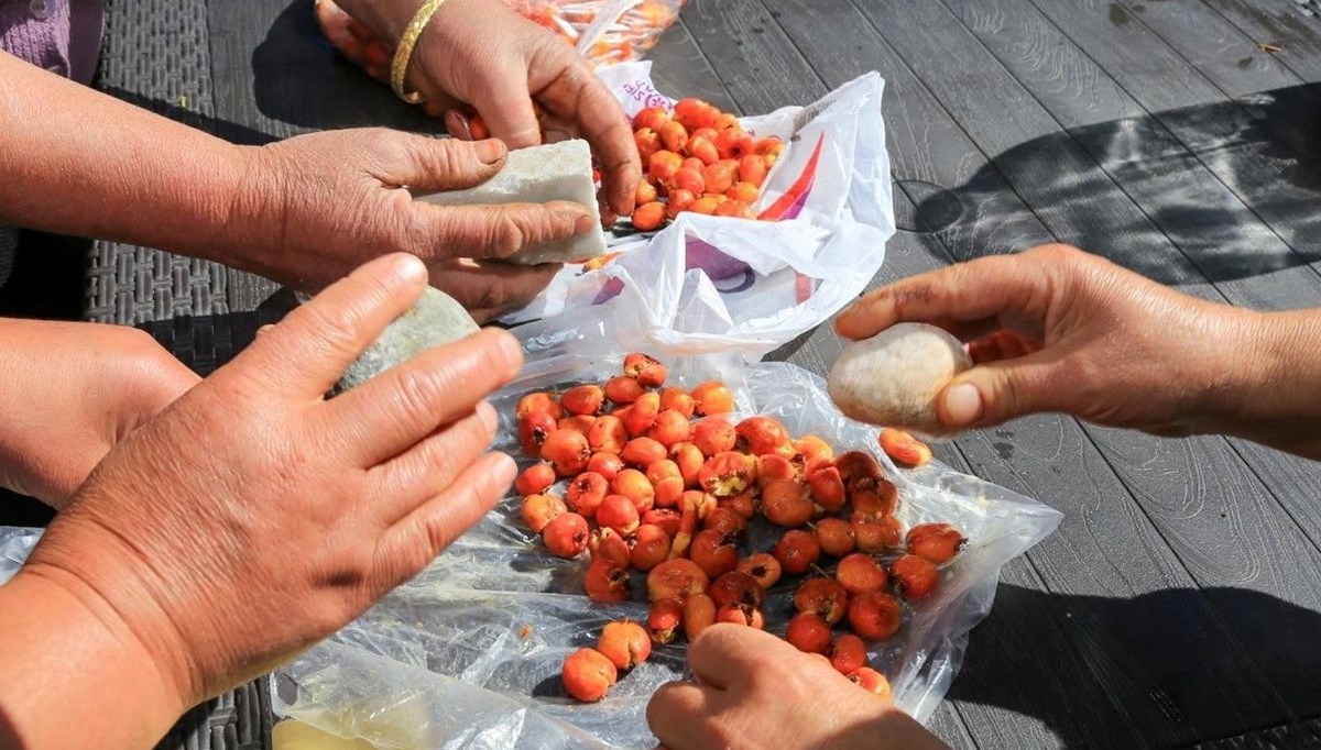 Hipertansiyon hastaları kapış kapış tüketiyor! Mineral ve vitamin ambarı: Yapraklarından bile şifa akıyor