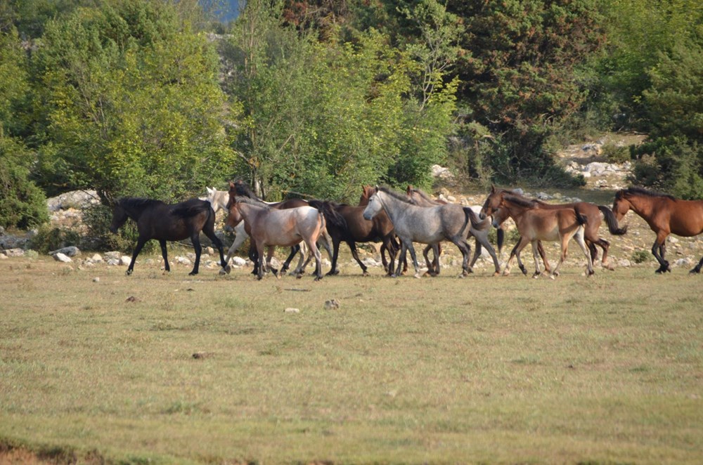 Soyları Osmanlı süvari birliğine dayanıyor! Torosların vahşi güzelliği 'Yılkı atları' - 10