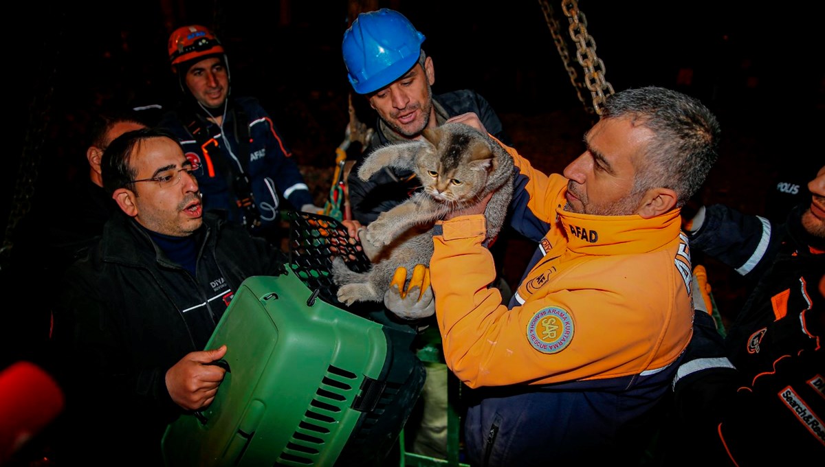 Yıkım durdurulmuştu: Diyarbakır'da bir kedi kurtarıldı Yıkım durdurulmuştu: Diyarbakır'da bir kedi kurtarıldı