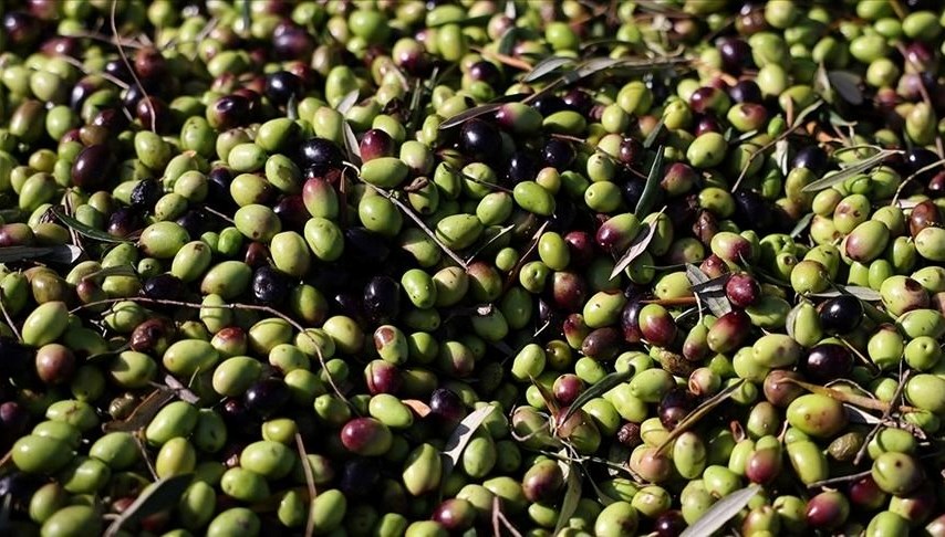 Geçen yıl 60 milyon dolarlık zeytin ihracatı