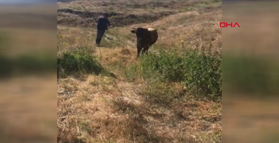 Kurban Bayramı'nda kaçan boğa yaylada bulundu - 1