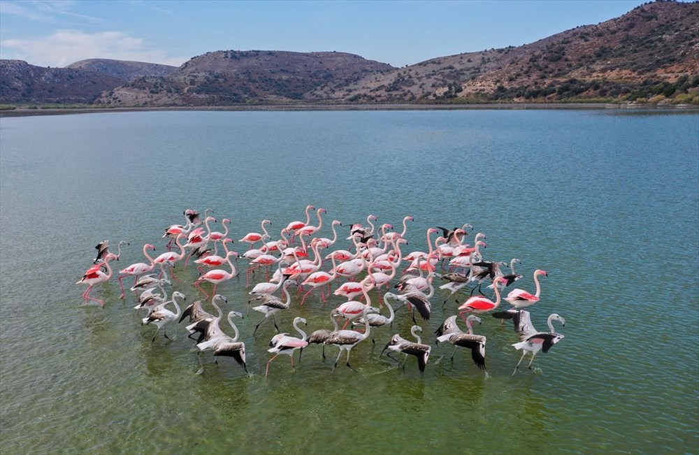 Kuş cenneti Bafa Gölü'nde korkutan görüntü - 21