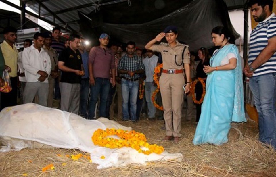 Hint milletvekilinin darp ettiği polis atı öldü - 1