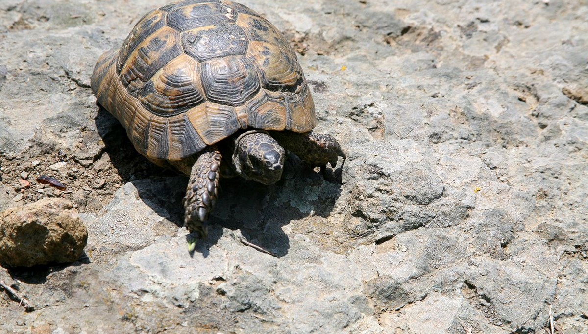 Her beş sürüngenden biri yok olma tehlikesiyle karşı karşıya