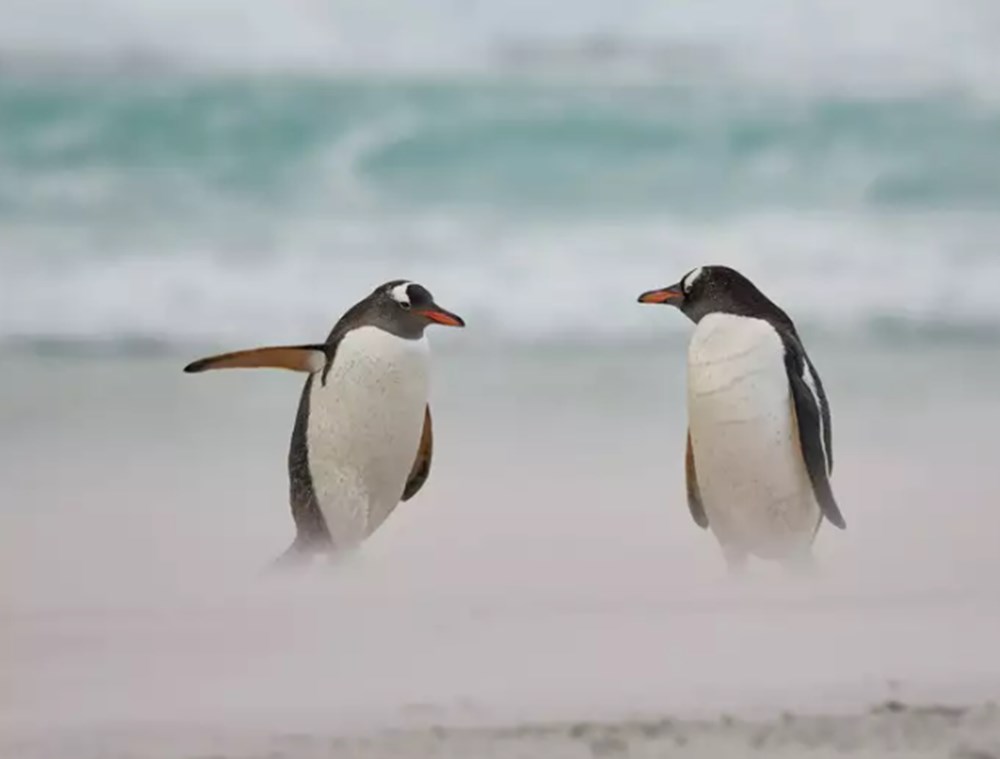 2021 Komik Vah�i Ya�am Foto�raflar� yar��mas�