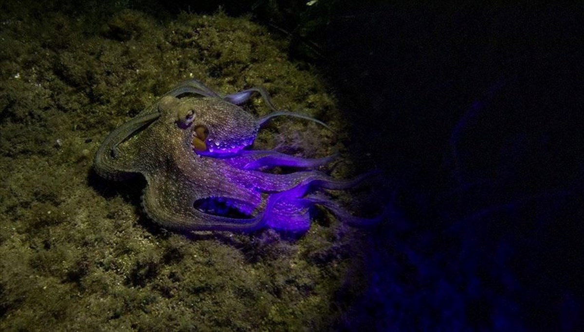 Karaburun kıyılarında gece dalışlarına ilgi artıyor Karaburun kıyılarında gece dalışlarına ilgi artıyor