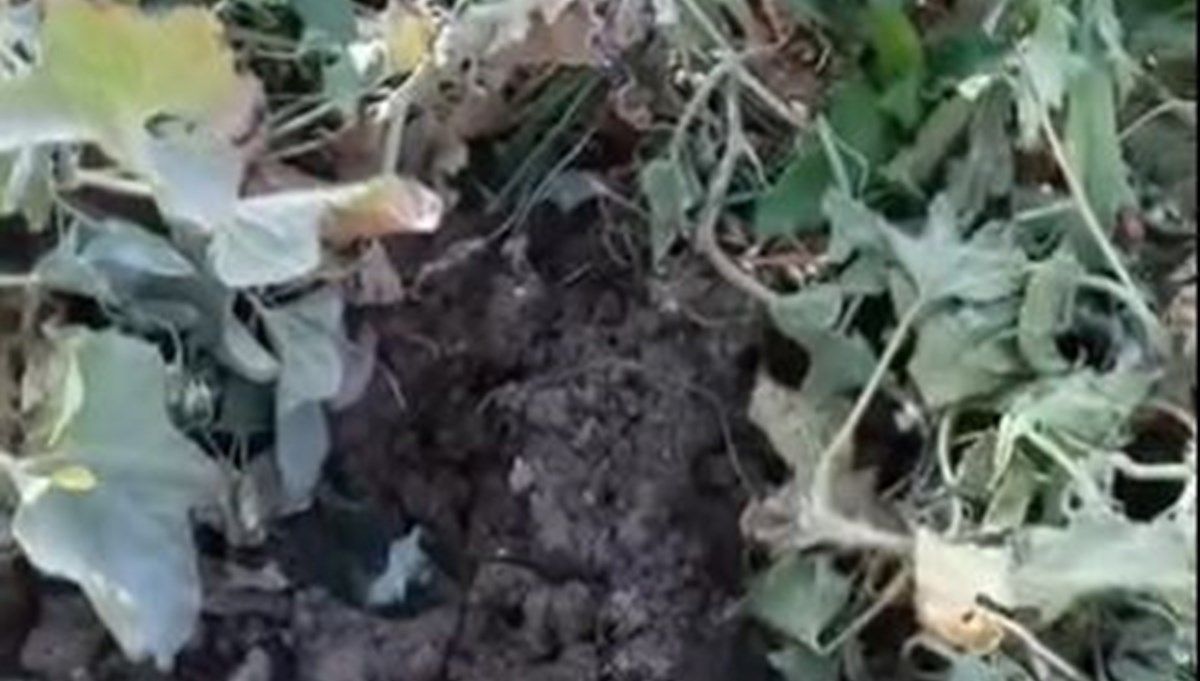 Elazığ’da domuzların talanı Elazığ’da domuzların talanı