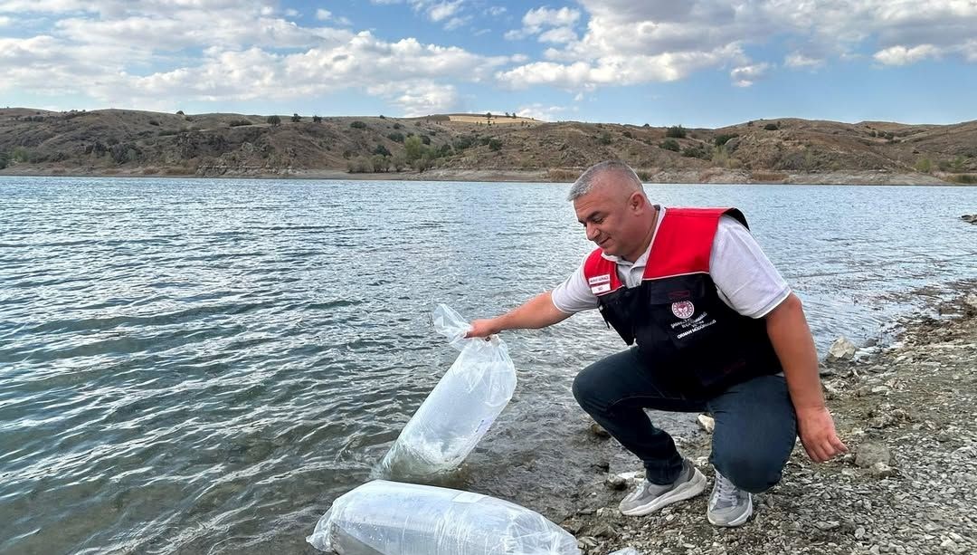 Çankırı'da iç sulara 626 bin sazan yavrusu bırakıldı
