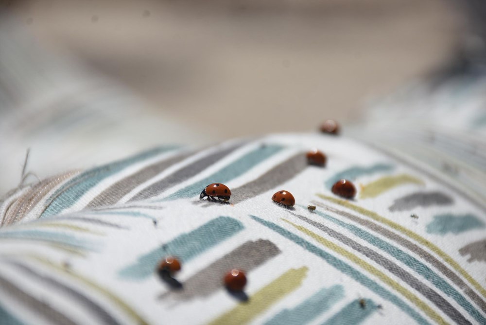 Saros Körfezi'nde uğur böceği istilası - 13