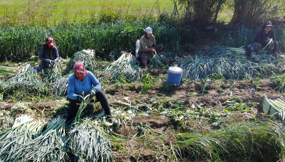 Tarlada ucuz, pazarda pahalı: Halk arasında ona 