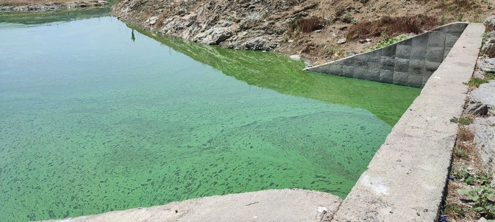 Sazlıbosna Gölü yeşil tabaka ile kaplandı - 2