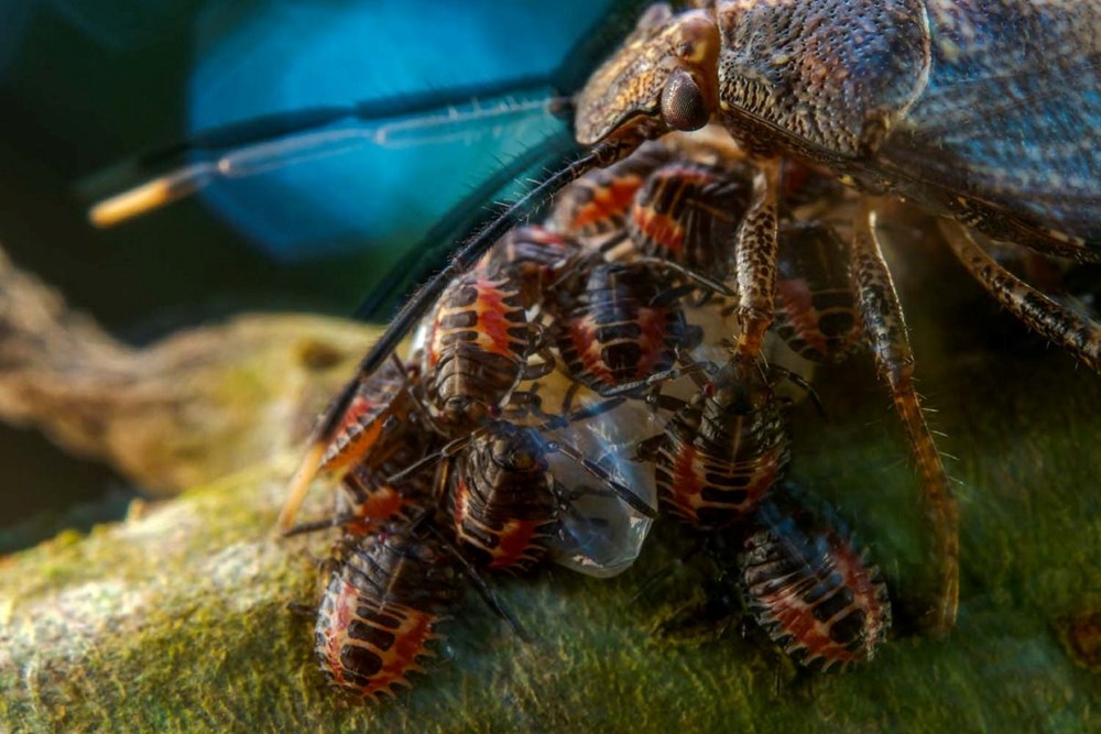 Avrupa'nın en iyi vahşi yaşam fotoğrafları seçildi - 1