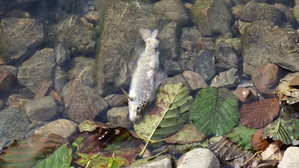 Uzungöl'de tedirgin eden balık ölümleri: İnceleme başlatıldı - 2