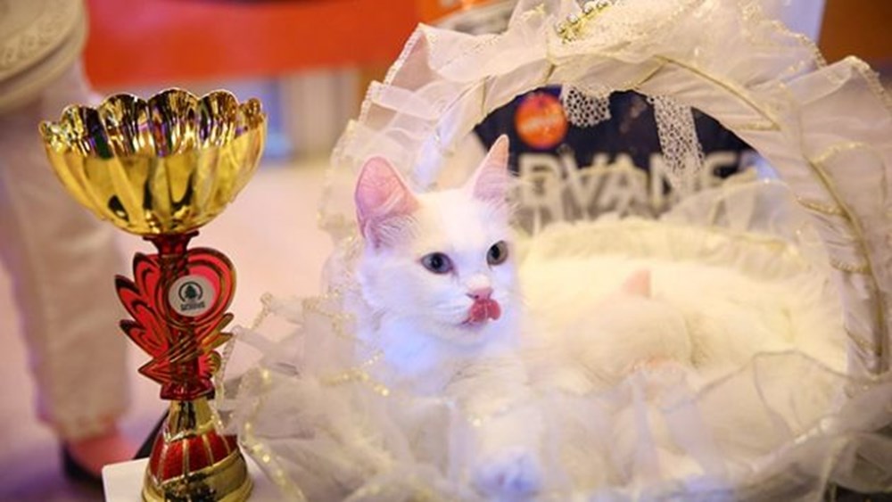 Ankara�da Kedi Güzellik Festivali düzenlendi NTV