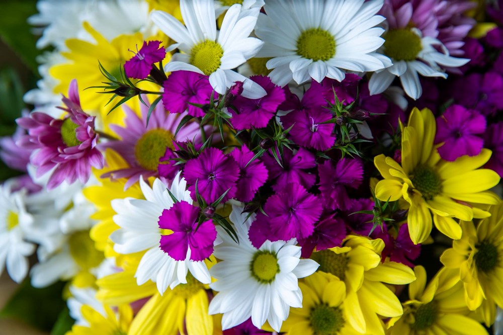 Çiçekçilerde Sevgililer Günü hazırlığı: Tek gülün fiyatı 150 lira - 1