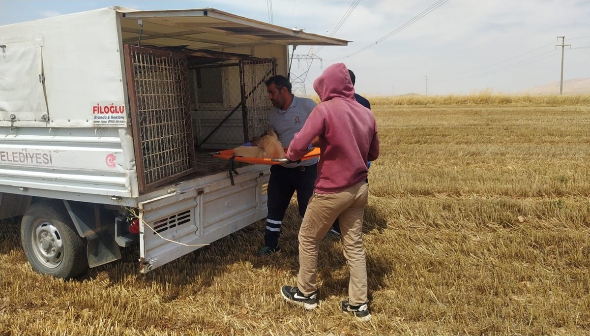 Biçerdöverin altında kalan köpek öldü Biçerdöverin altında kalan köpek öldü