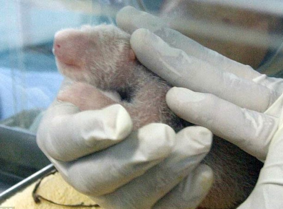 Ünlü panda çiftinin yavrusu dünyaya geldi - 1