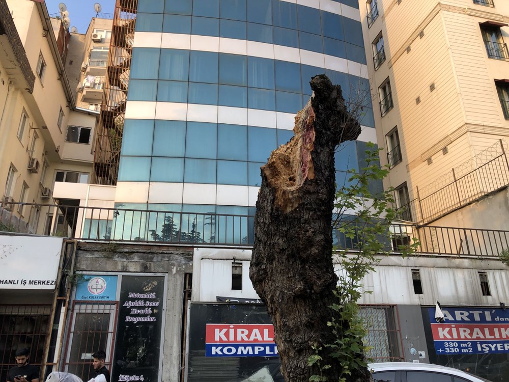 200 yıllık çınar ağacı yola devrildi - 5