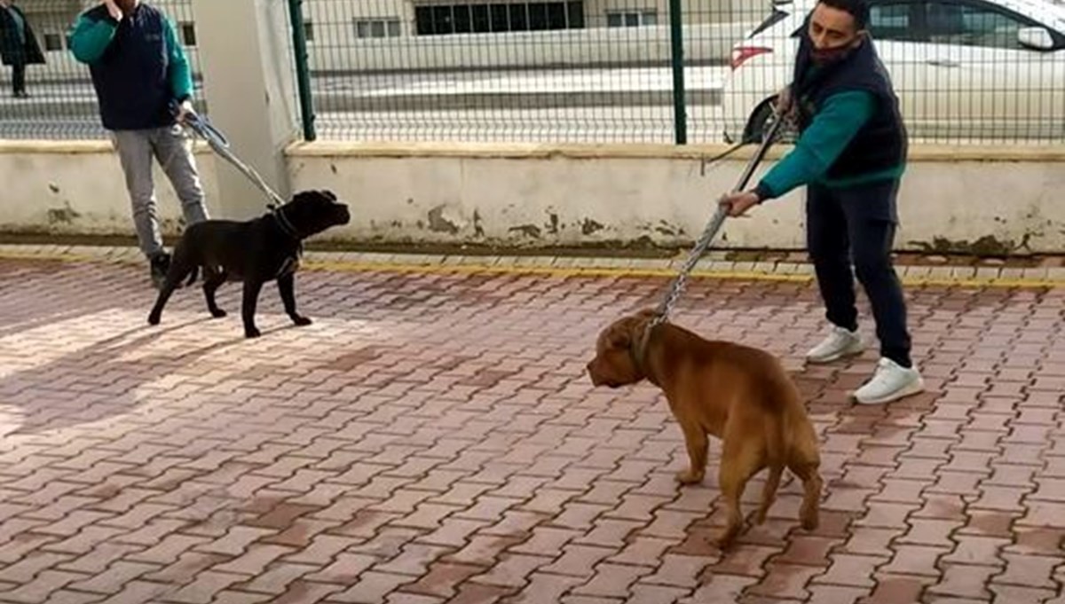 İki pitbull 4 yaşındaki çocuğa saldırdı