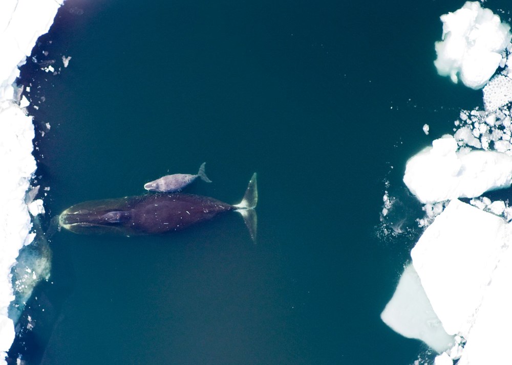Kuzey Kutbu’nda eriyen buzullar nedeniyle Grönland balinaları evine dönemiyor - 2